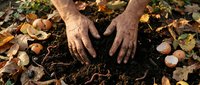Senior gardener hands planting in rich dark soil surrounded by colorful autumn leaves, sustainable organic farming and seasonal garden preparation.