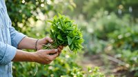 Farmer holding fresh green leafy vegetables in hands at garden, harvesting organic produce for cooking and healthy eating.