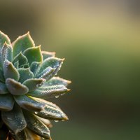 Close-up of green succulent plant with water droplets on fleshy leaves against soft blurred natural background in warm golden sunlight for botanical concepts.