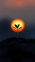 Young seedling silhouetted against dramatic orange sunset, growing from soil in dark environment. Symbolic representation of hope, growth and new beginnings.