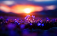 Delicate purple wildflowers bloom in foreground against dramatic sunset sky with vibrant orange and deep blue colors creating magical nature landscape.