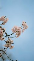 Delicate pink cherry blossoms blooming on branches against soft blue sky background. Spring flowering tree with tender petals for seasonal designs.