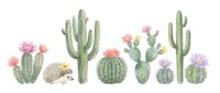 Watercolor cactus collection with blooming flowers on white background. Desert plants including saguaro, barrel cactus, prickly pear for botanical designs.