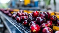 Fresh ripe dark red cherries on display at farmers market, selective focus on glossy fruit surface with natural bokeh background, macro food photography.