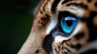 Close-up of majestic tiger eye with striking blue iris and detailed fur patterns. Wildlife photography showcasing feline predator gaze and natural beauty.
