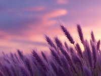Wheat ears silhouetted against purple sunset sky with dramatic clouds. Dreamy agricultural landscape with soft focus and bokeh effect creates peaceful rural atmosphere.
