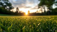 Fresh green grass blades with morning dew drops glowing in golden sunrise light against blurred natural landscape background, dramatic sky and sun rays.
