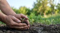 Weathered hands gently cupping a young green seedling in rich dark soil, symbolizing growth, care, and sustainable agriculture.