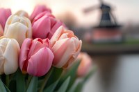 Fresh pink and white tulips in soft focus with traditional windmill silhouette in background creating romantic Dutch spring landscape atmosphere.
