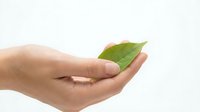 Human hand gently holding fresh green leaf on white background symbolizing environmental care, sustainability and nature protection concept.