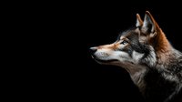 Profile of gray and russet wolf against black background, highlighting detailed fur texture and alert expression. Perfect for wildlife publications.