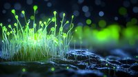Glowing bioluminescent mushrooms growing on dark forest floor with magical green light and bokeh effect, mystical nature macro photography.