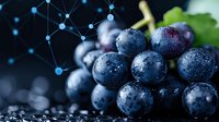 Fresh dark grapes with water drops on black background and molecular structure overlay, healthy antioxidant concept for food science and nutrition.