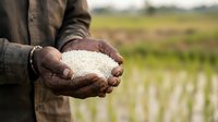Farmer holding handful of rice grains in cupped hands over green paddy field during harvest season. Agricultural produce and farming concept.