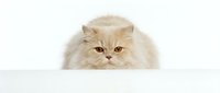 Adorable cream Persian kitten with fluffy fur and amber eyes isolated on white background for pet care designs and animal lover projects.
