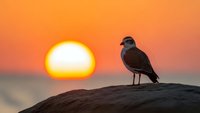Small bird perched on rock during golden hour sunset with warm orange sky and glowing sun in background creating peaceful nature scene.