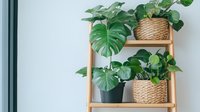 Monstera deliciosa plants displayed on wooden ladder shelf with woven baskets against white wall, creating minimal modern home decor arrangement.