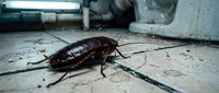 Large brown cockroach crawling on cracked concrete floor in urban basement environment with pipes and industrial setting for pest control concepts.