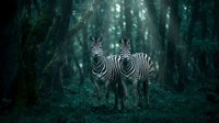 Two zebras standing together in mystical dark forest with ethereal lighting and atmospheric mist creating dreamy wildlife scene for nature photography projects.