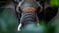Close up portrait of African elephant trunk and tusks with blurred green foliage background, showing detailed texture of wrinkled skin and facial features.
