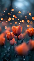 Orange tulips in magical evening light with bokeh effect creating dreamy atmosphere. Dewdrops on petals add sparkle against dark background.