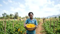 Farmer holding basket of fresh yellow tomatoes in vegetable garden field during harvest season for agricultural and farming industry use.