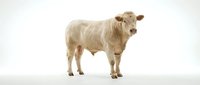 Cream-colored beef cattle standing in profile against white background, suitable for agricultural, livestock farming, and animal husbandry educational materials.