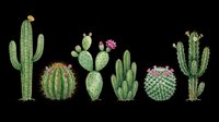 Assorted cacti and succulents isolated on transparent background, ready for t-shirt design, clipart, stickers, print-on-demand products and sublimation projects.