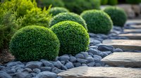 Spherical boxwood shrubs along stone pathway with smooth river rocks creating modern Japanese garden design aesthetic for landscaping inspiration.