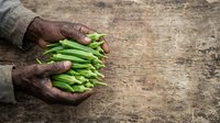 Farmer hands holding fresh green beans on rustic ground surface. Agricultural harvest concept for farming, gardening, organic produce, and food industry marketing materials.