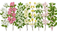 Collection of flowering tree branches with pink, white and yellow blossoms isolated on white background for spring design projects.