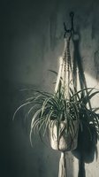 Spider plant in macrame hanging planter against textured wall with dramatic lighting creating moody atmospheric shadows for bohemian home decor styling.
