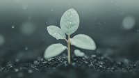 Young green sprout growing from soil in rain with water drops, macro nature photography showing new life and growth in moody dark atmosphere.