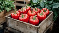 Fresh red bell peppers in rustic wooden box at garden. Bright organic sweet peppers with green stems harvested for farmers market or cooking.