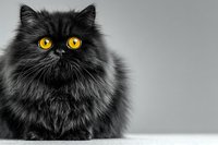 Fluffy black Persian cat with bright yellow eyes sitting against gray background. Long-haired feline portrait with intense golden gaze and luxurious fur coat.