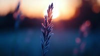 Delicate grass silhouette against dramatic sunset sky with bokeh effect creates moody nature atmosphere. Dark blue and orange tones evoke peaceful evening mood.