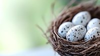 Speckled quail eggs in natural brown twigs nest against soft green bokeh background, selective focus on spotted shells creates spring atmosphere.