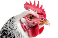 Close up portrait of white and black speckled rooster head showing detailed red comb, wattles, and bright orange eye against white background, isolated for design use.