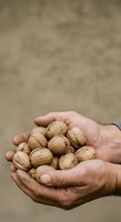 Caucasian male hands holding a handful of walnuts in shells against a neutral beige background. Suitable for organic food, nutrition, healthy eating, agriculture, and farming concepts.