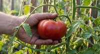 Hand holding fresh ripe red tomato in organic garden with green plants. Homegrown vegetable harvest concept for healthy eating and sustainable farming.