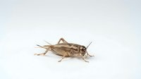 Cricket insect isolated on white background, suitable for educational materials, nature illustrations, and design projects.