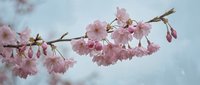 Delicate pink cherry blossom branch against soft blue sky background. Spring flowering tree with tender petals for seasonal designs and nature themes.