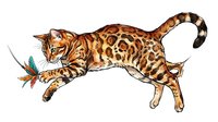 Playful spotted cat pouncing on colorful feathered toy, isolated on white background for design and clipart use.