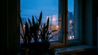 Evening window view with houseplant silhouette and city lights creating cozy indoor atmosphere for home decor and lifestyle concepts.