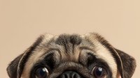 Adorable pug dog face with expressive dark eyes and wrinkled features on neutral beige background for pet lover designs and animal themed projects.