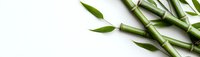 Fresh green bamboo stems and leaves arranged diagonally on white background, isolated botanical composition for wellness and spa designs.