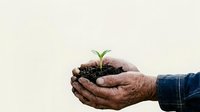 Mature male hands holding soil with green seedling sprout, symbolizing growth, environmental care, and sustainable agriculture for eco-friendly concepts.