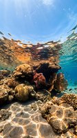 Vibrant coral reef ecosystem with colorful marine life underwater, sunlight filtering through crystal clear tropical ocean water creating natural patterns.
