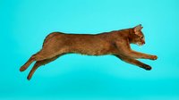 Orange tabby cat jumping mid-air against bright turquoise background, isolated pet in dynamic motion for creative design projects.