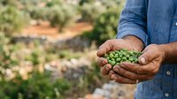 Farmer holding fresh green peas in hands over agricultural field during harvest season for farming and agriculture industry use.